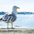 DINARD Sublime immeuble classé face mer, pieds dans l'eau RARE