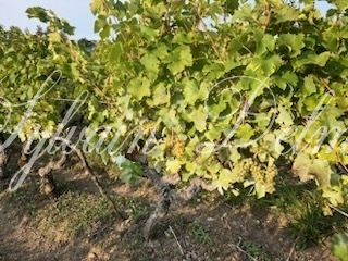 Rare opportunité… Vignoble en appellation Vouvray de 20 ha.