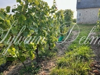 Rare opportunité… Vignoble en appellation Vouvray de 20 ha.