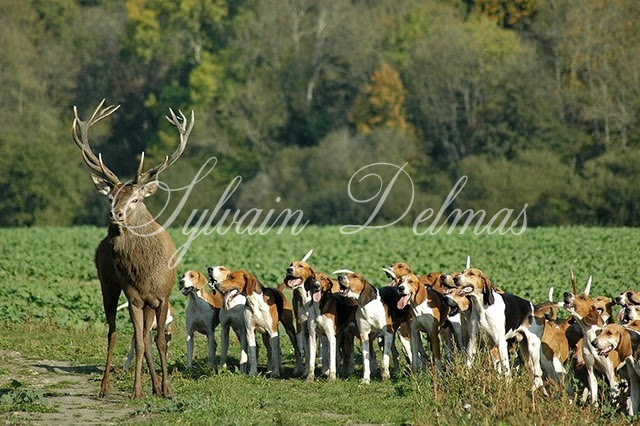 Propriété de chasse — CHASSE DE 400 HECTARES LIMITE SOLOGNE
