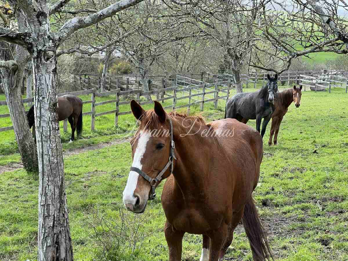 Château 1890 dans la Vienne avec nombreuses dépendances et box à chevaux sur 25 hectares