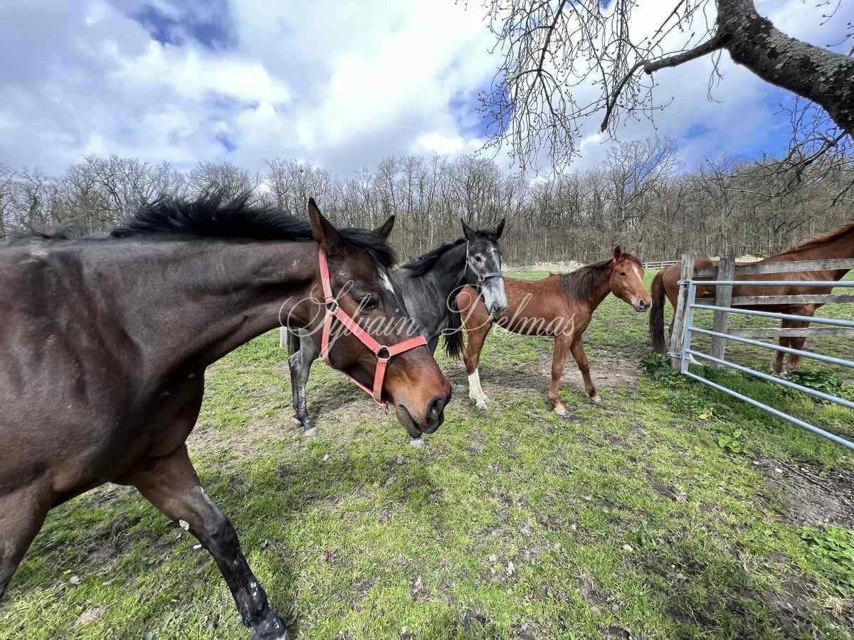 Château 1890 dans la Vienne avec nombreuses dépendances et box à chevaux sur 25 hectares