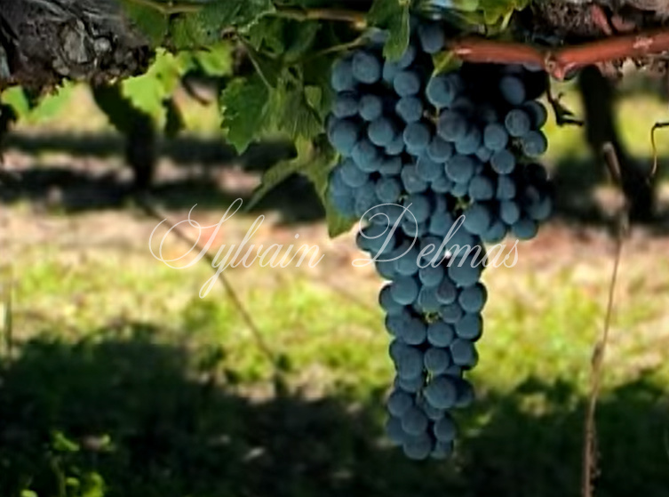 Prestigieux vignoble Bordelais sur 67 hectares