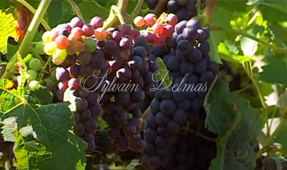 Prestigieux vignoble Bordelais sur 67 hectares