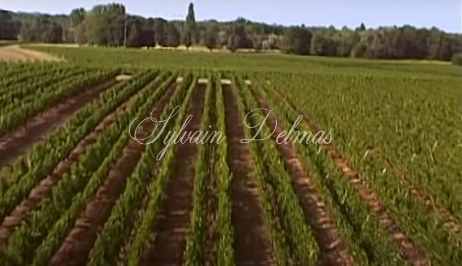 Prestigieux vignoble Bordelais sur 67 hectares
