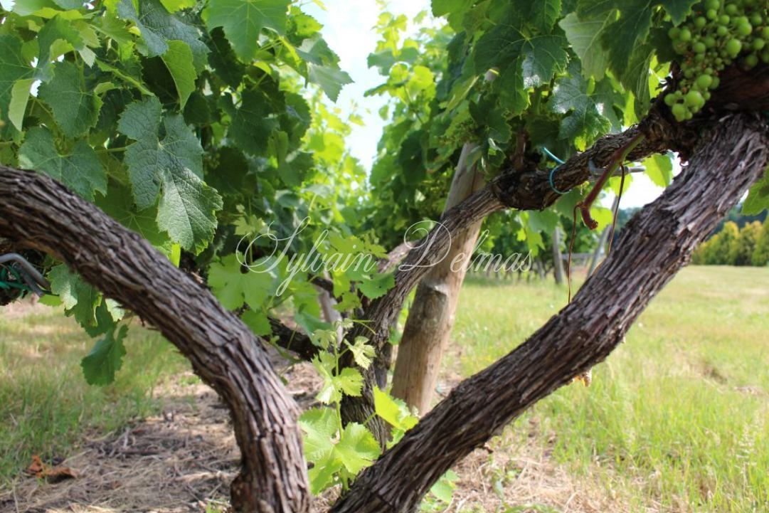 Prestigieux vignoble Bordelais sur 67 hectares