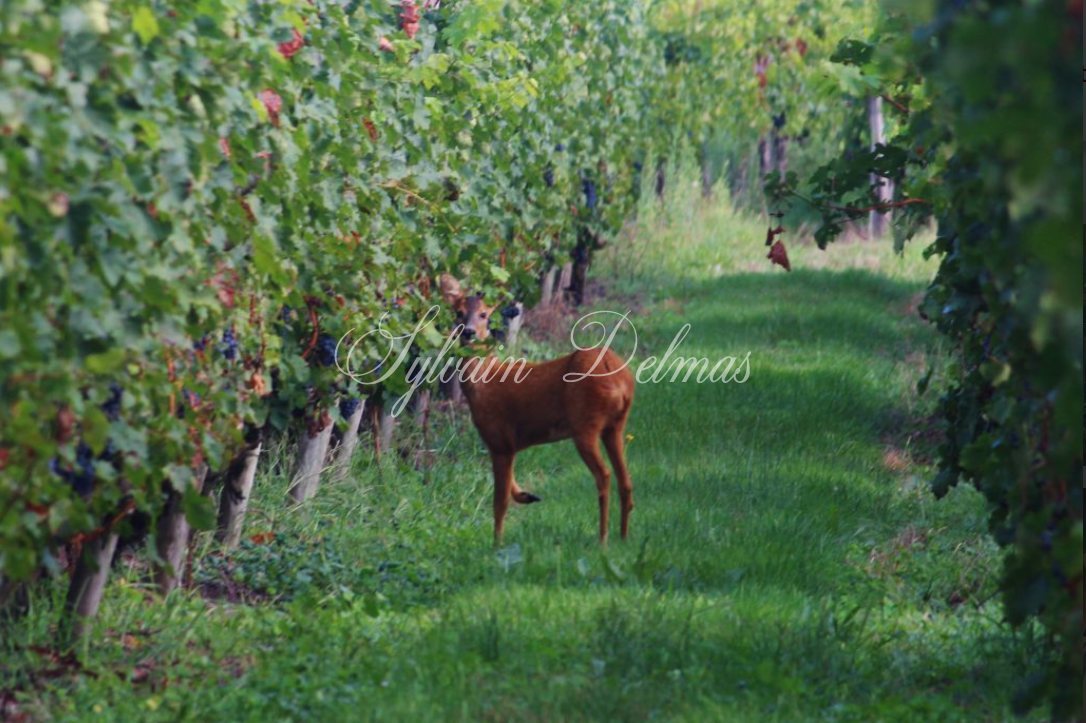 Prestigieux vignoble Bordelais sur 67 hectares