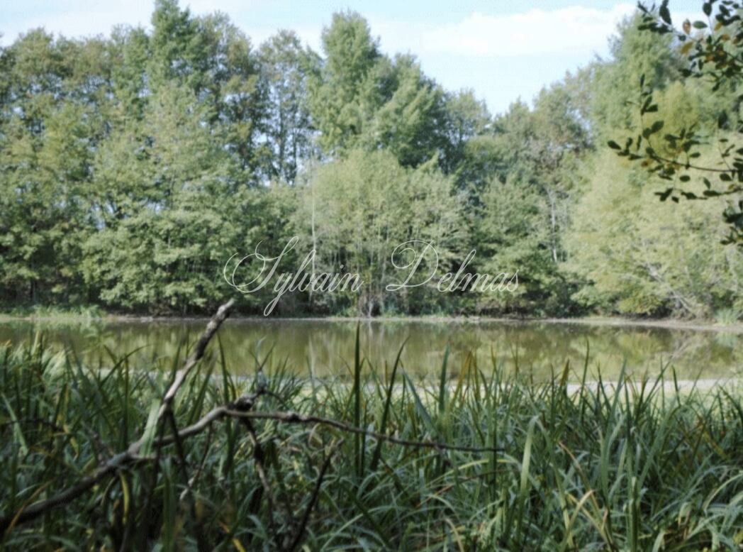 Propriété de chasse — Exceptionnel domaine de chasse en Sologne
