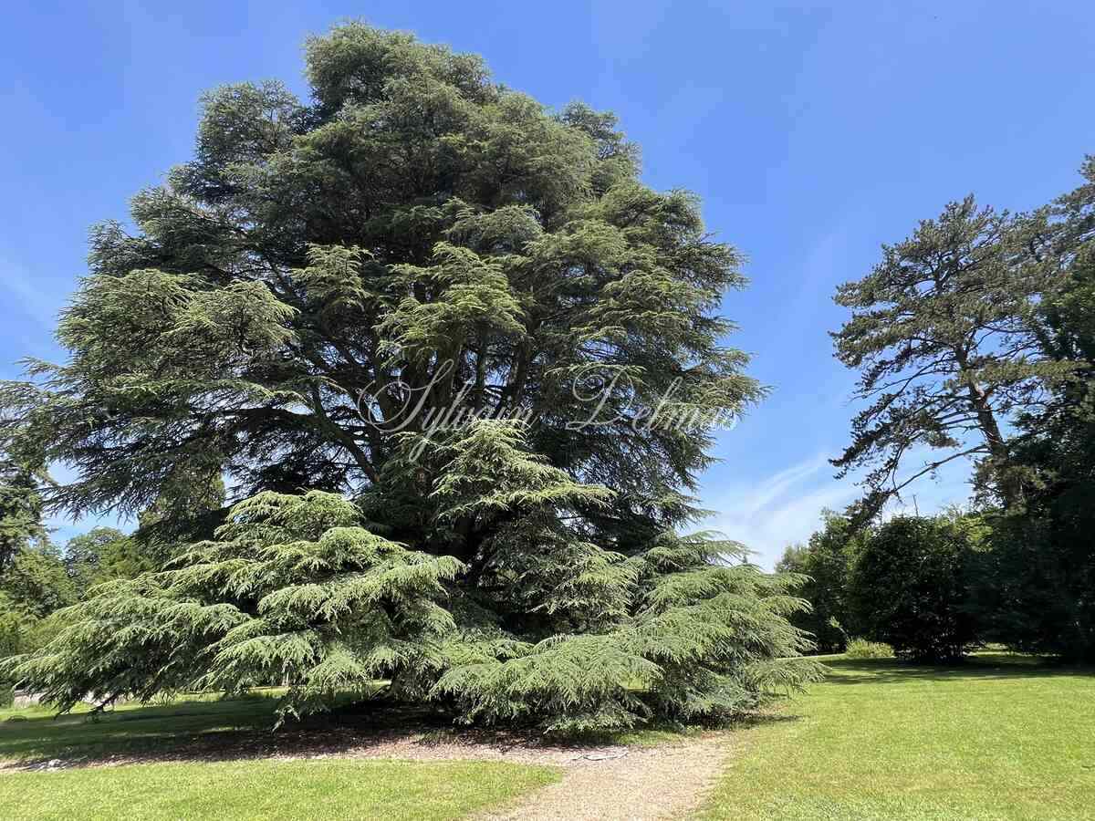 Château — CHATEAU XVI ème sur 18 hectares