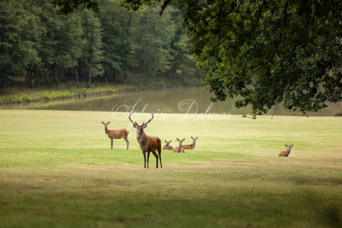 Propriété de chasse — PRESTIGIOUS CASTLE AND HUNTING ESTATE 600 HECTARES LOIRE VAL