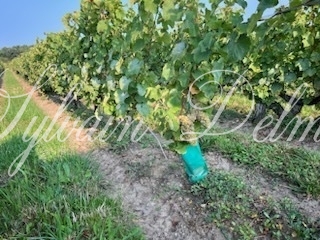 Propriété viticole — Rare opportunité… Vignoble en appellation Vouvray de 20 ha.