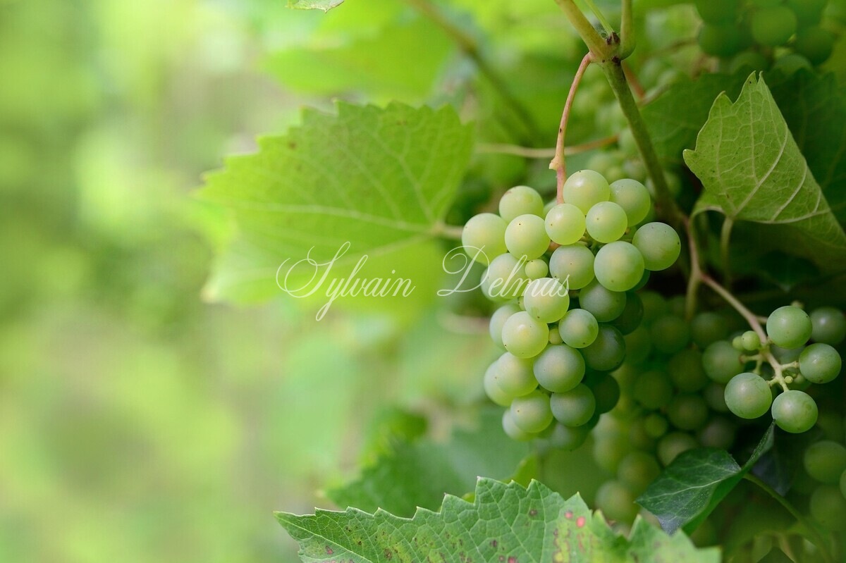 Propriété viticole — Rare opportunité… Vignoble en appellation Vouvray de 20 ha.