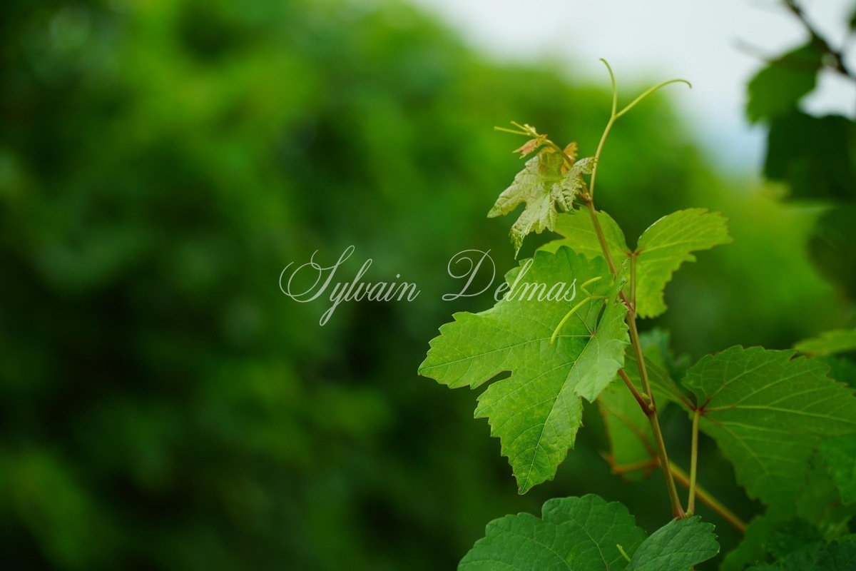 Propriété viticole — Rare opportunité… Vignoble en appellation Vouvray de 20 ha.