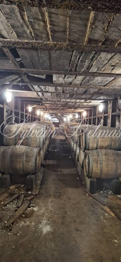 Propriété viticole — Château/vignoble d’appelation “Saumur” merveilleusement rénové pour recevoir des mariages et pour l’évènementiel.